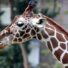 Giraffe im Kölner Zoo