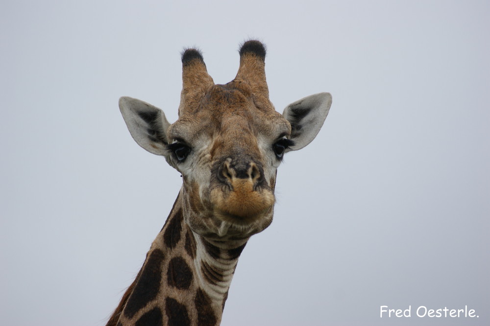 Giraffe im Krüger National Park.