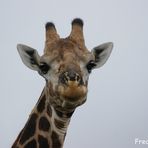 Giraffe im Krüger National Park.