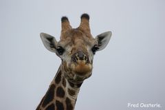 Giraffe im Krüger National Park.