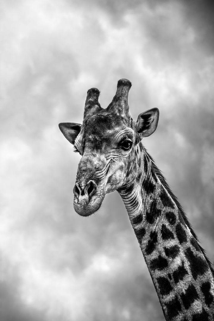 Giraffe im Krüger Nationalpark