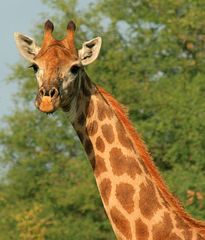 Giraffe im Krüger Nationalpark