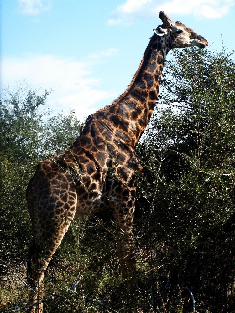 Giraffe im Krüger Park