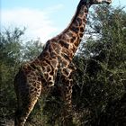 Giraffe im Krüger Park