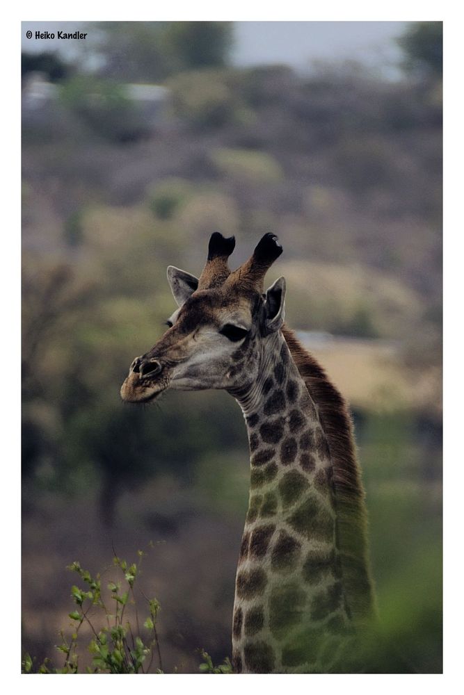 Giraffe im Krüger Park