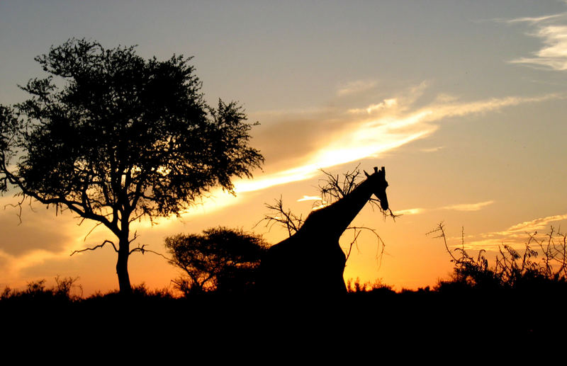 Giraffe im Kruegerpark