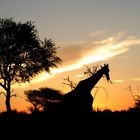 Giraffe im Kruegerpark