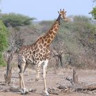 Giraffe im Krügerpark