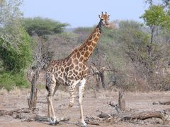 Giraffe im Krügerpark