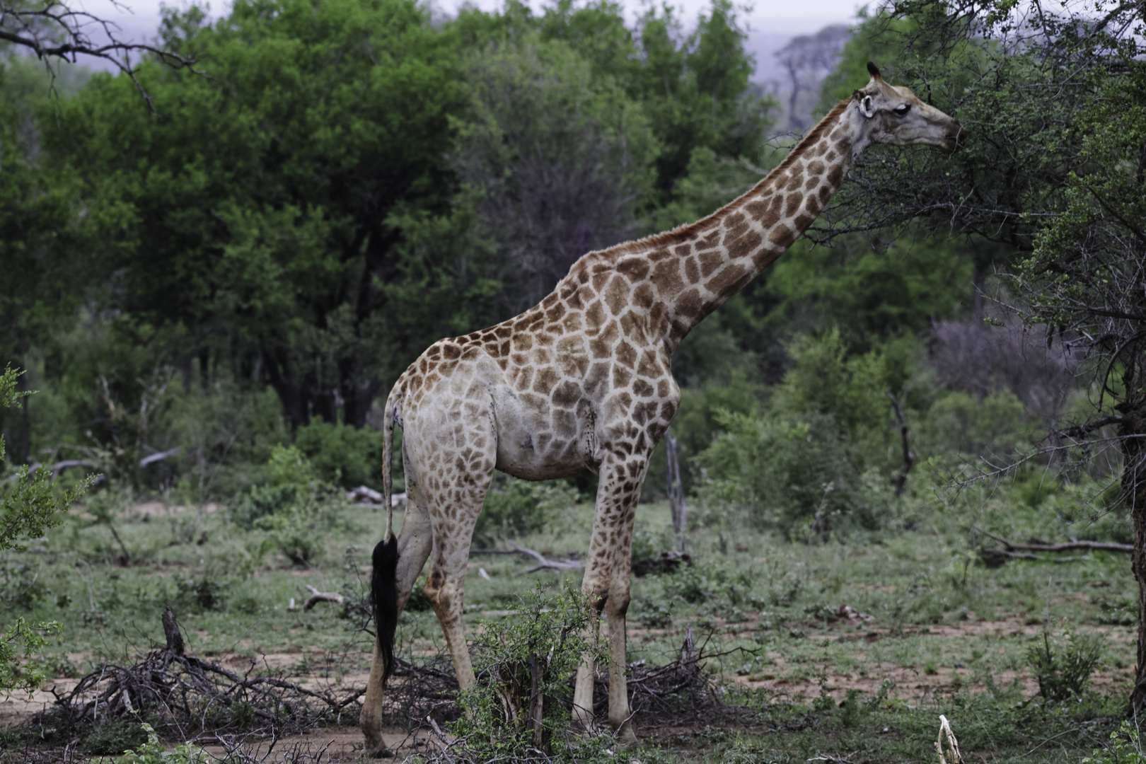 Giraffe im Kruger Nationalpark