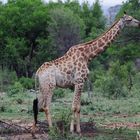 Giraffe im Kruger Nationalpark