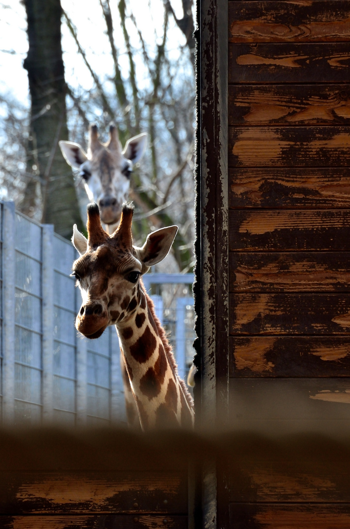 Giraffe im Leibziger Zoo