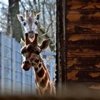 Giraffe im Leibziger Zoo