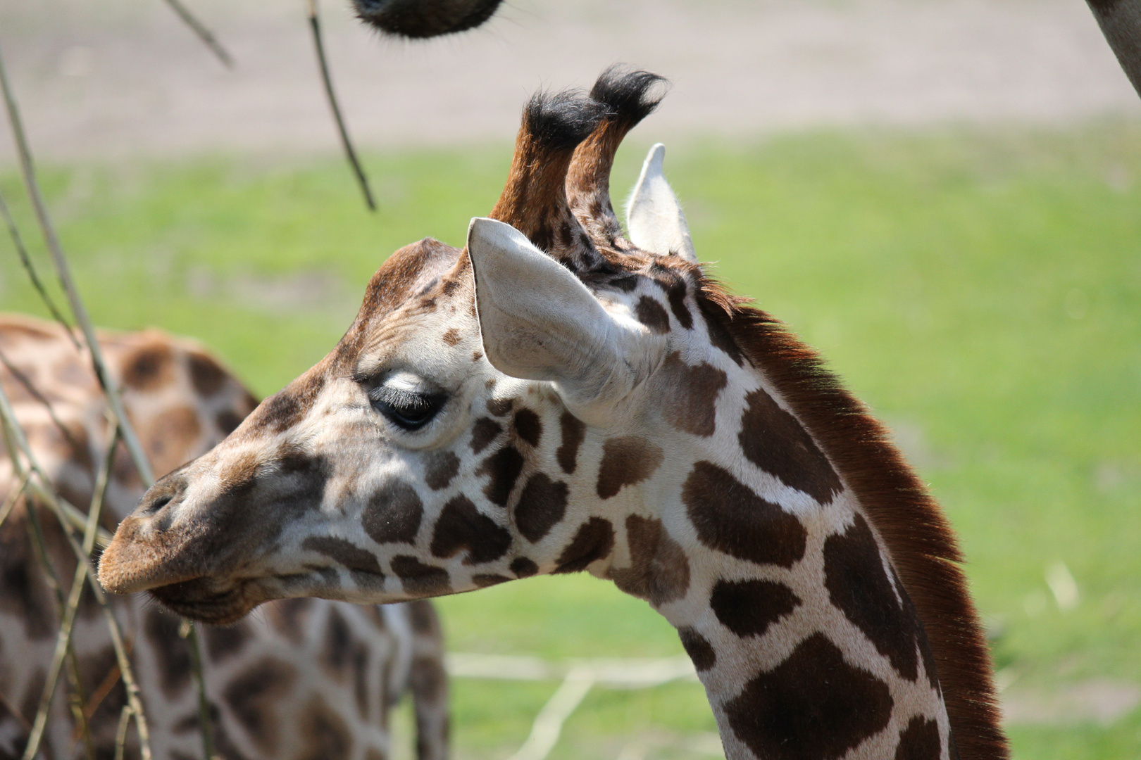 Giraffe im Leipziger Zoo