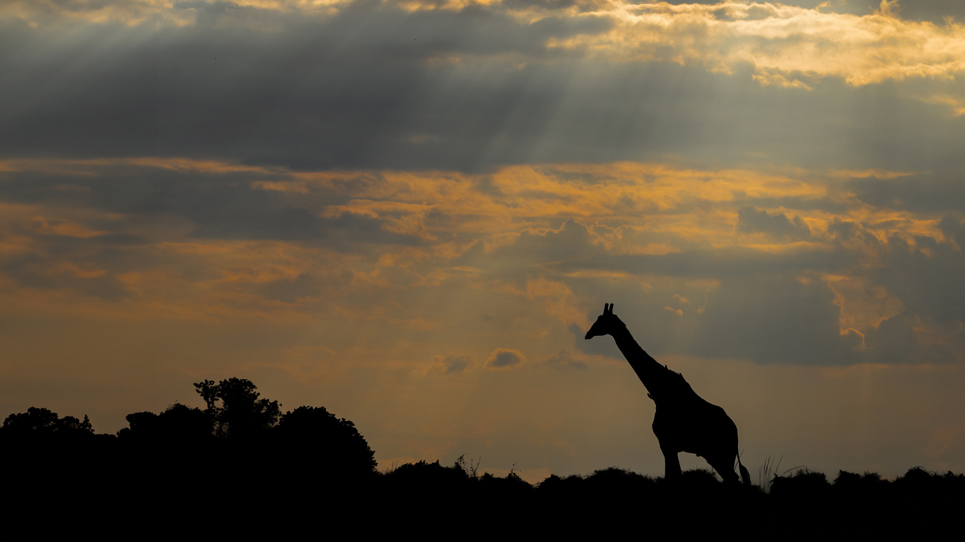 Giraffe im letzten Licht