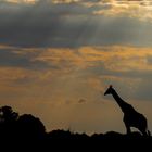 Giraffe im letzten Licht
