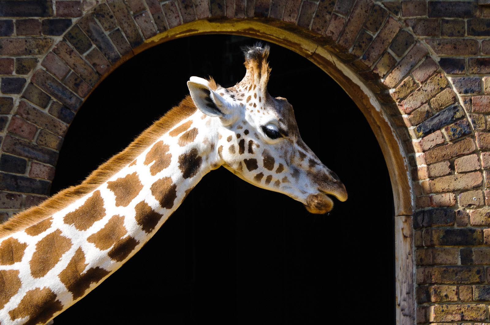 Giraffe im Londoner Zoo