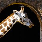 Giraffe im Londoner Zoo
