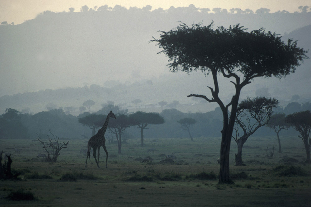 Giraffe im Masai Mara/Kenya