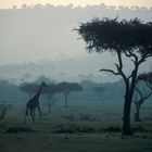 Giraffe im Masai Mara/Kenya