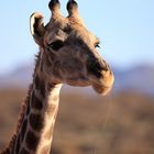 Giraffe im Morgenlicht