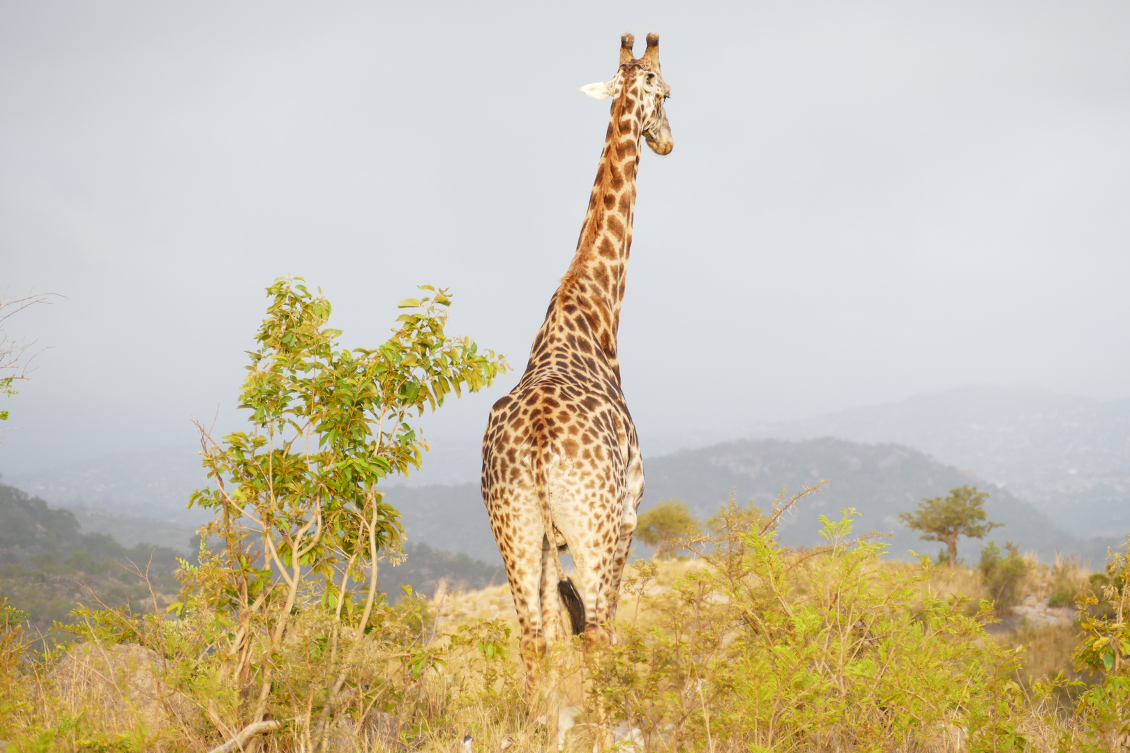 Giraffe im Morgenlicht