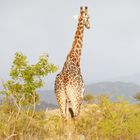 Giraffe im Morgenlicht