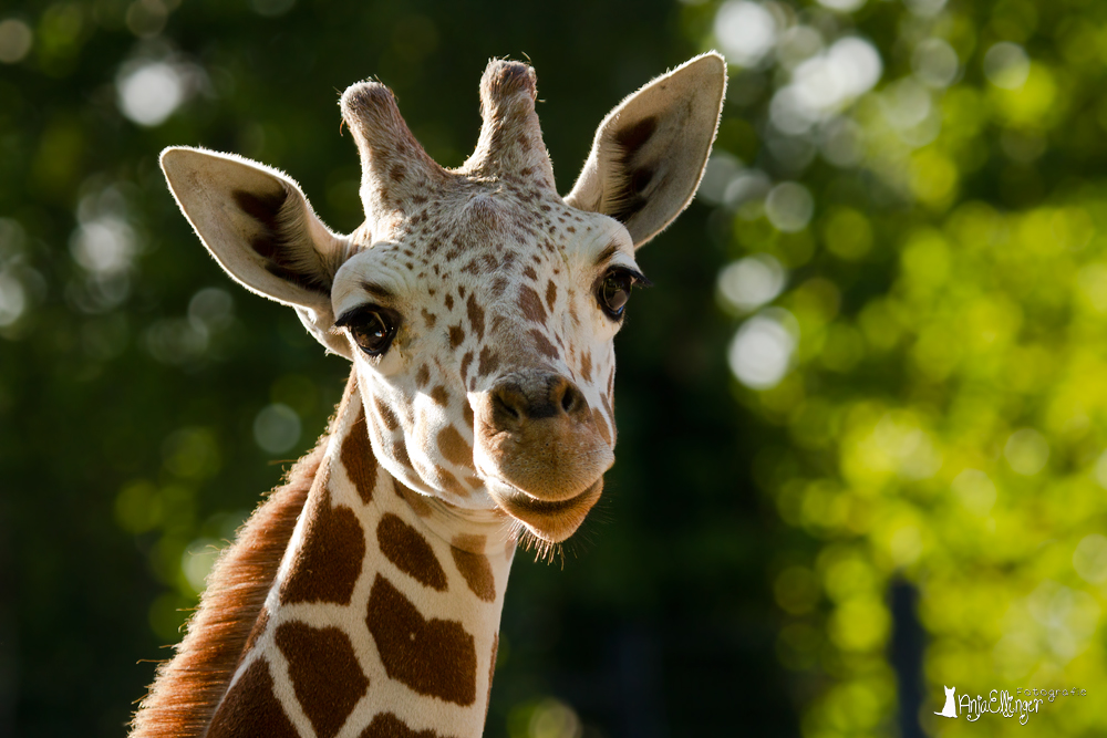 Giraffe im Morgenlicht