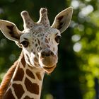 Giraffe im Morgenlicht