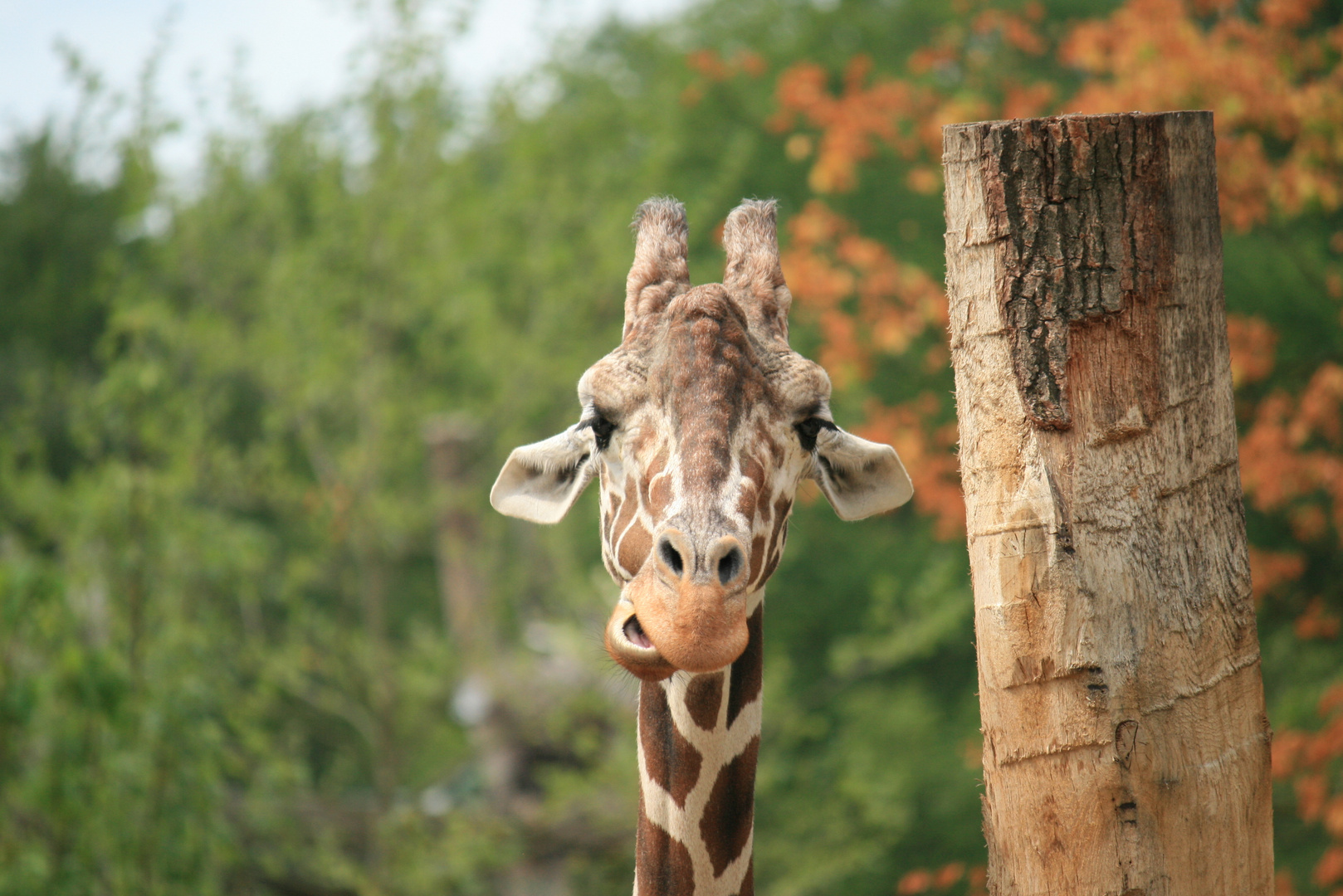 Giraffe im Münster Zoo