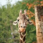 Giraffe im Münster Zoo