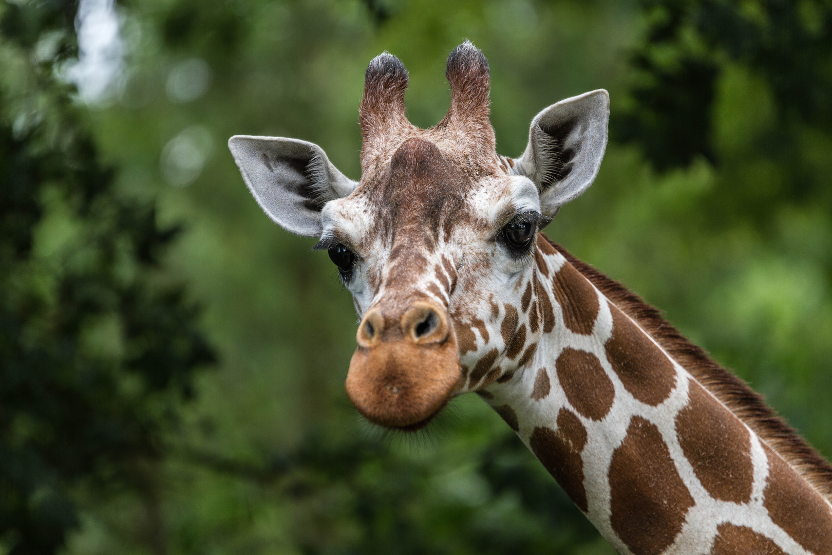 Giraffe im Münsterzoo