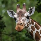 Giraffe im Münsterzoo