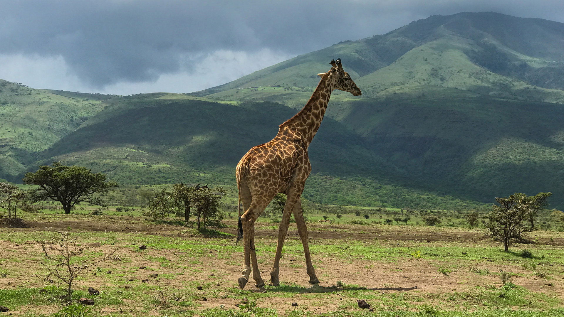 Giraffe im Ngorongoro-Krater?