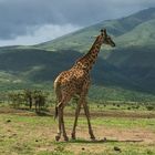 Giraffe im Ngorongoro-Krater?