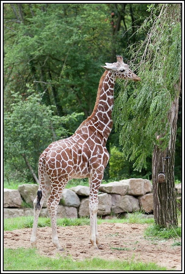 Giraffe im Nürnberger Tiergarten 1