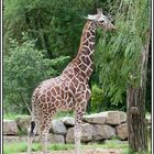 Giraffe im Nürnberger Tiergarten 1