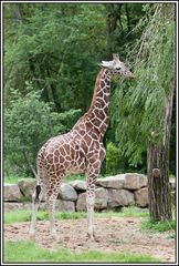 Giraffe im Nürnberger Tiergarten 1