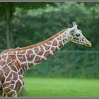 Giraffe im Nürnberger Tiergarten 2