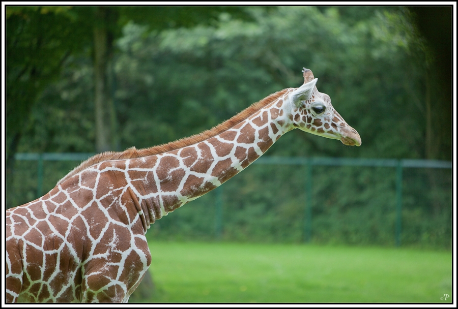 Giraffe im Nürnberger Tiergarten 2