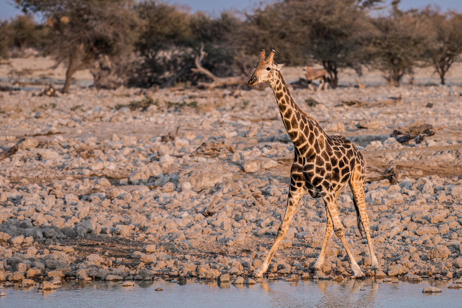 Giraffe im Okaukuejo, Etosha