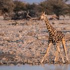 Giraffe im Okaukuejo, Etosha