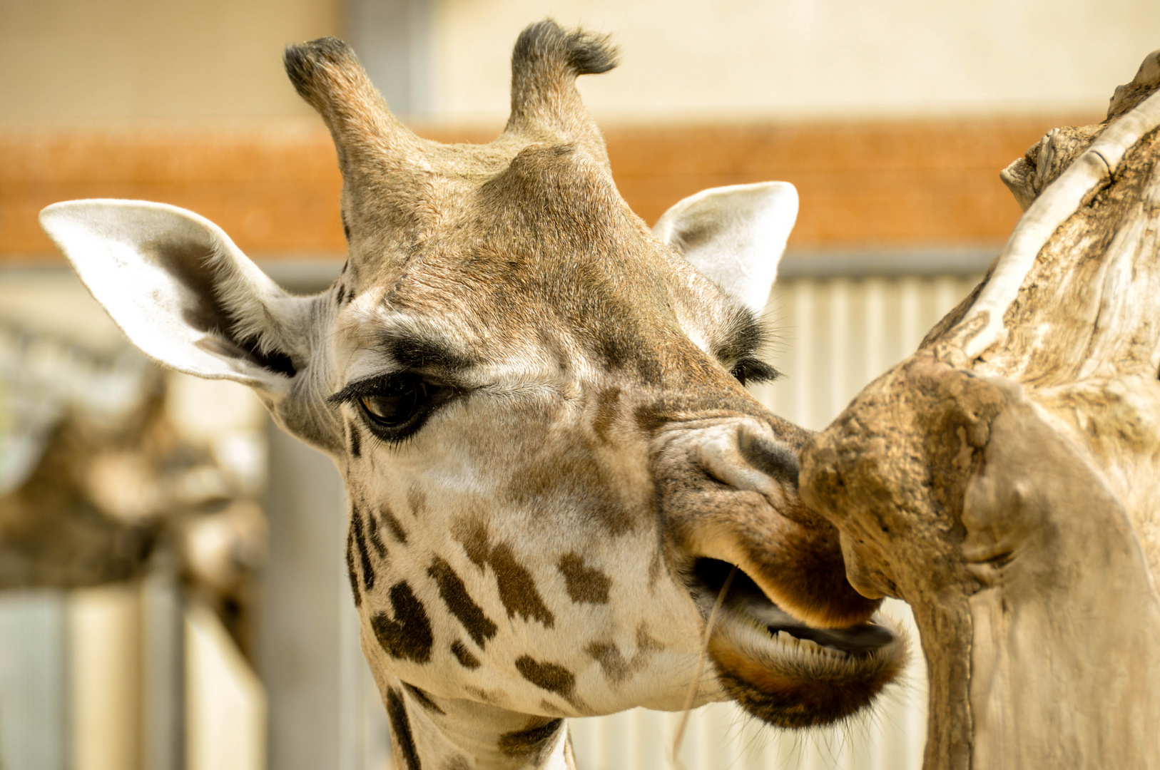 Giraffe im Opelzoo