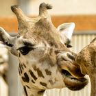 Giraffe im Opelzoo