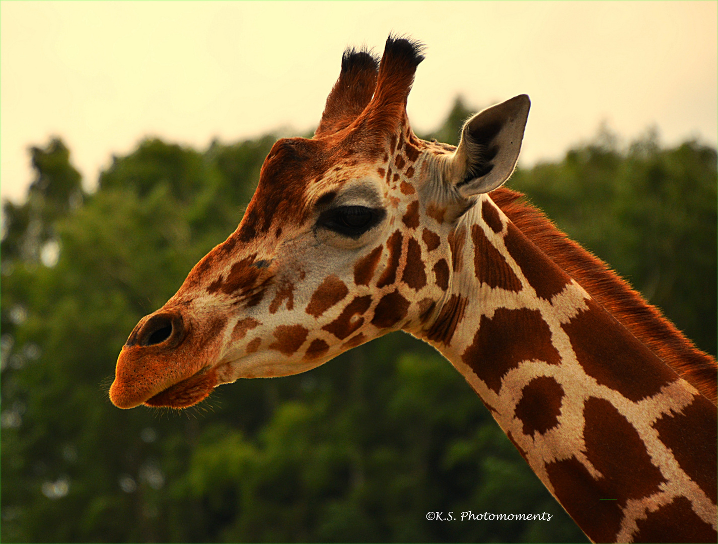 Giraffe im Park