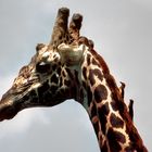 Giraffe im Profil