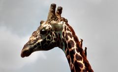 Giraffe im Profil