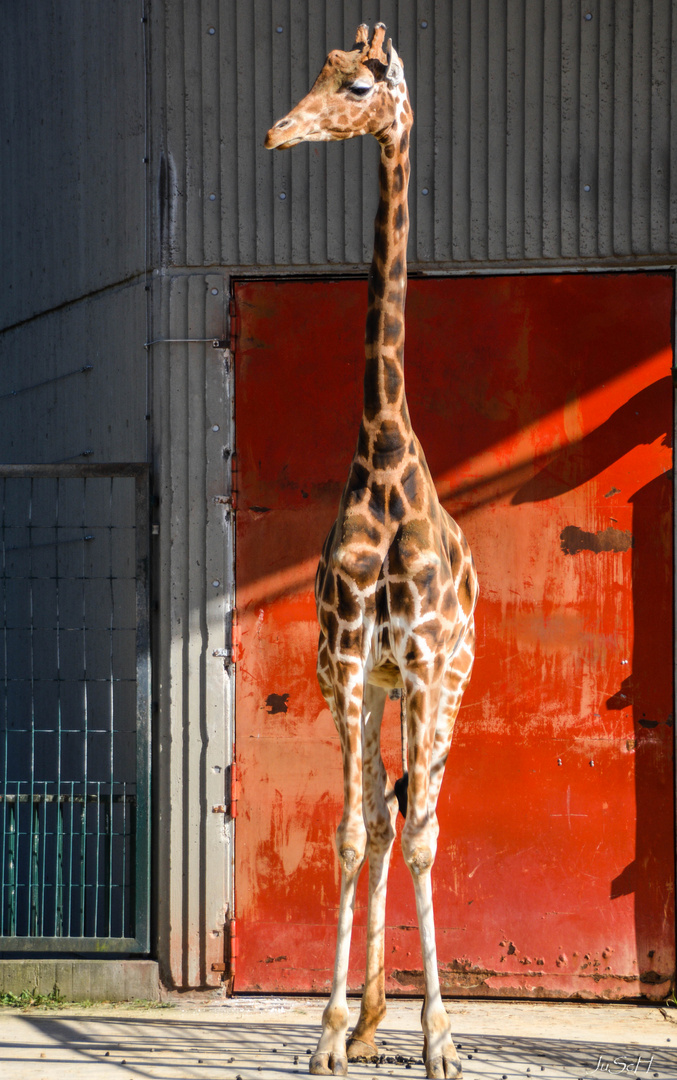 Giraffe im Saarbrückener Zoo