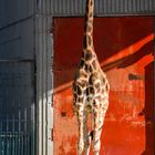 Giraffe im Saarbrückener Zoo