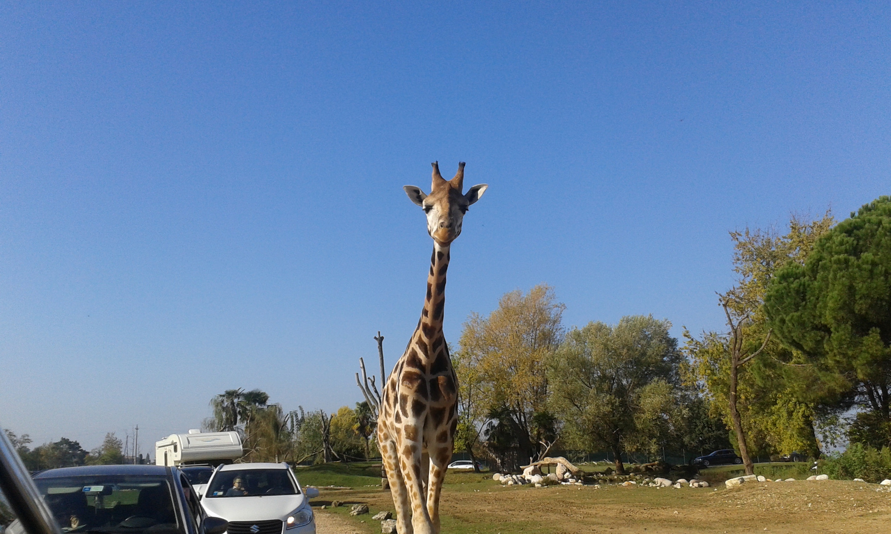 Giraffe im Safaripark